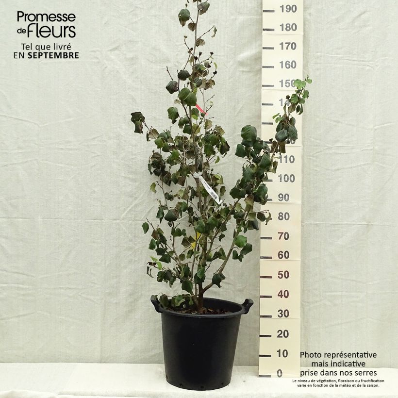 Exemplar von Scheinparrotie - Parrotiopsis jacquemontiana Topf mit 30L/35L wie im Herbst geliefert