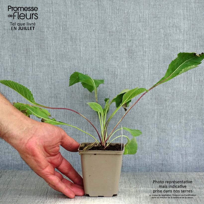 Exemplar von Prärie-Ampfer - Parthenium integrifolium Kleine Töpfe von 8/9 cm wie im Sommer geliefert