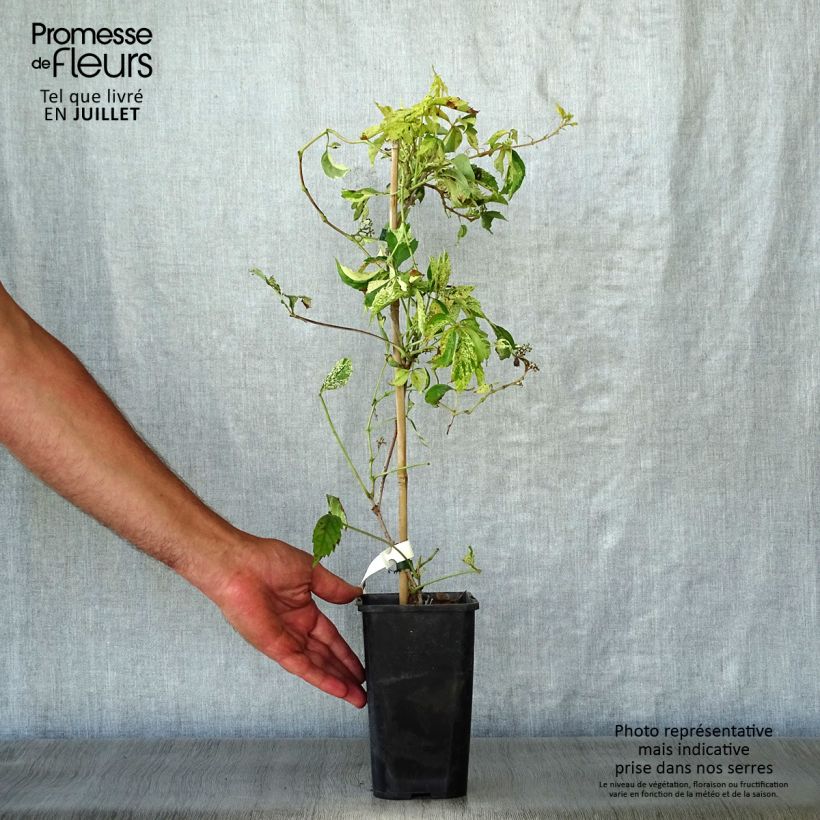 Exemplar von Wilder Wein Star Shower - Parthenocissus quinquefolia Topf mit 1,5L/2LGelieferte Höhe ca. 40cm wie im Sommer geliefert