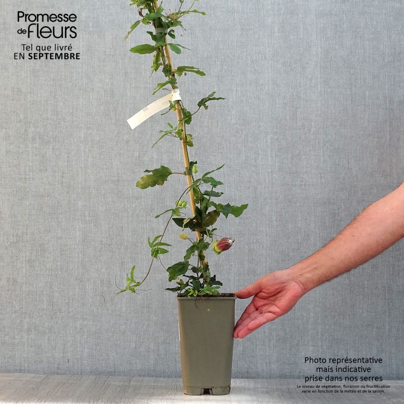 Exemplar von Passionsblume Lady Betty Myles Young - Passiflora Topf mit 3L/4L wie im Sommer geliefert