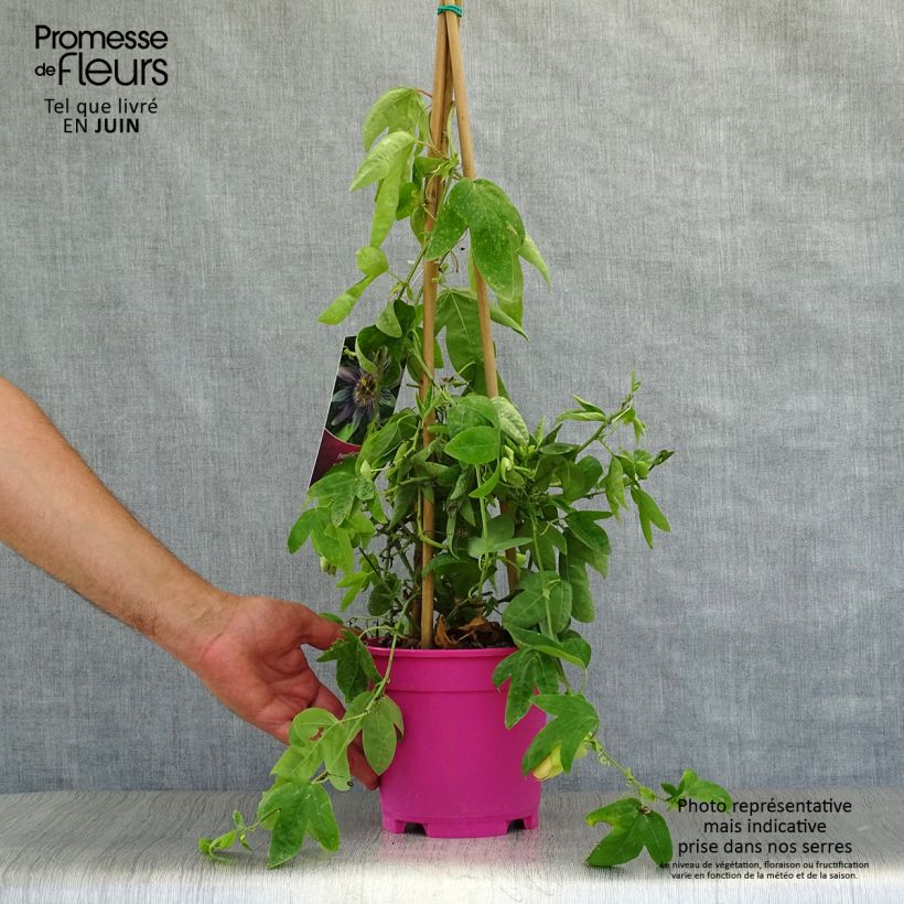 Exemplar von Passionsblume allardii - Passiflora Topf mit 2L/3L wie im Sommer geliefert