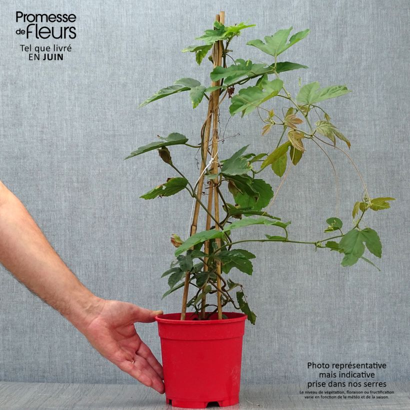 Exemplar von Rote Passionsblume - Passiflora vitifolia Topf mit 2L/3L wie im Sommer geliefert