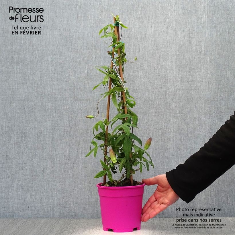 Exemplar von Passionsblume Anastasia - Passiflora Topf mit 2L/3L wie im Winter geliefert