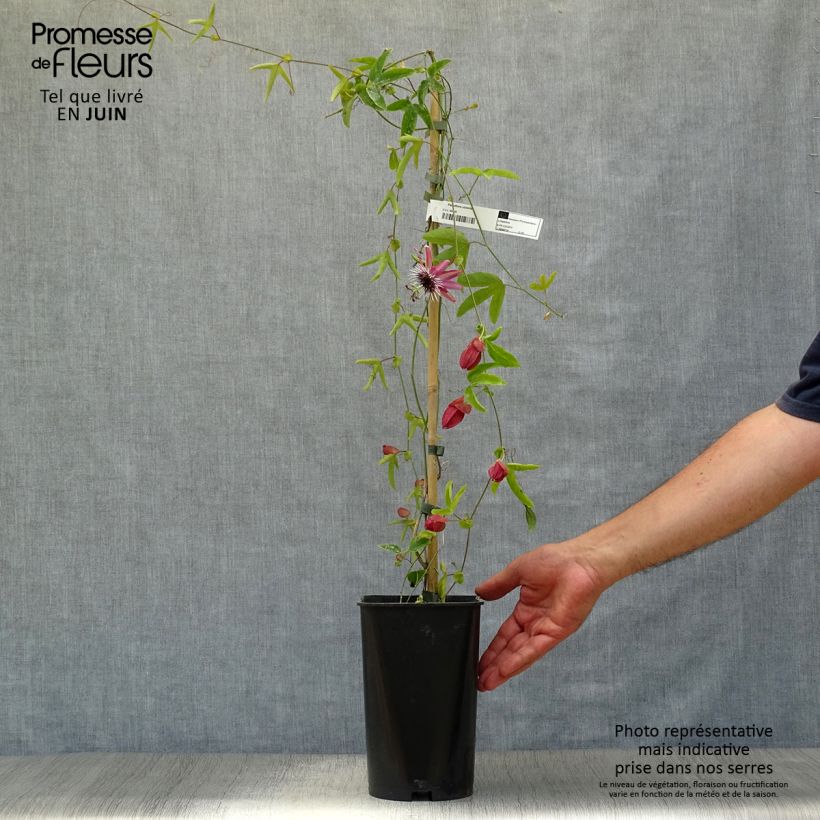 Exemplar von Passionsblume Victoria - Passiflora Topf mit 2L/3L wie im Sommer geliefert
