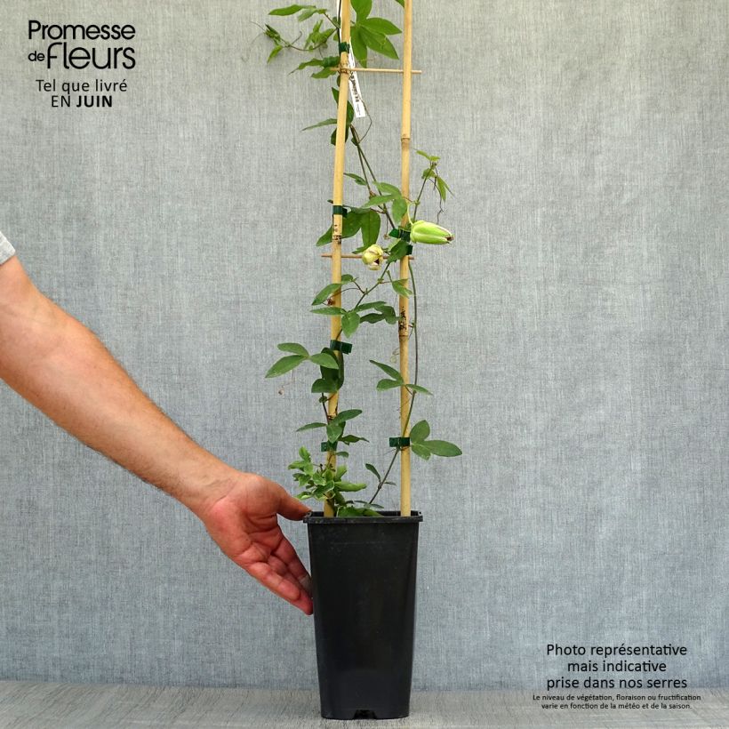 Exemplar von Passionsblume Damsel's Delight - Passiflora Topf mit 2L/3L wie im Sommer geliefert