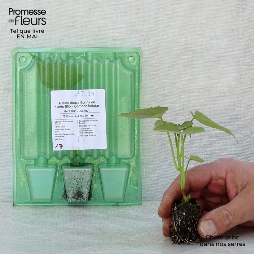 Exemplar von Süßkartoffel Bonita Bio - Ipomoea batatas Mini-Plug Ø 3/4 cm wie im Frühjahr geliefert