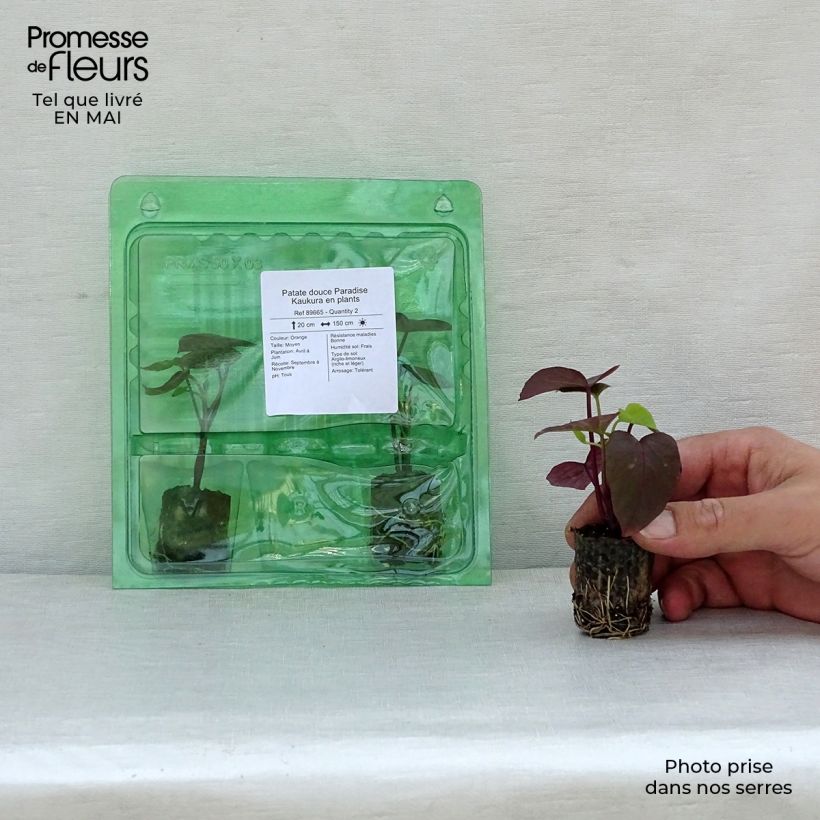 Exemplar von Süßkartoffel Paradise Kaukura - Ipomoea batatas Mini-Plug Ø 3/4 cm wie im Frühjahr geliefert