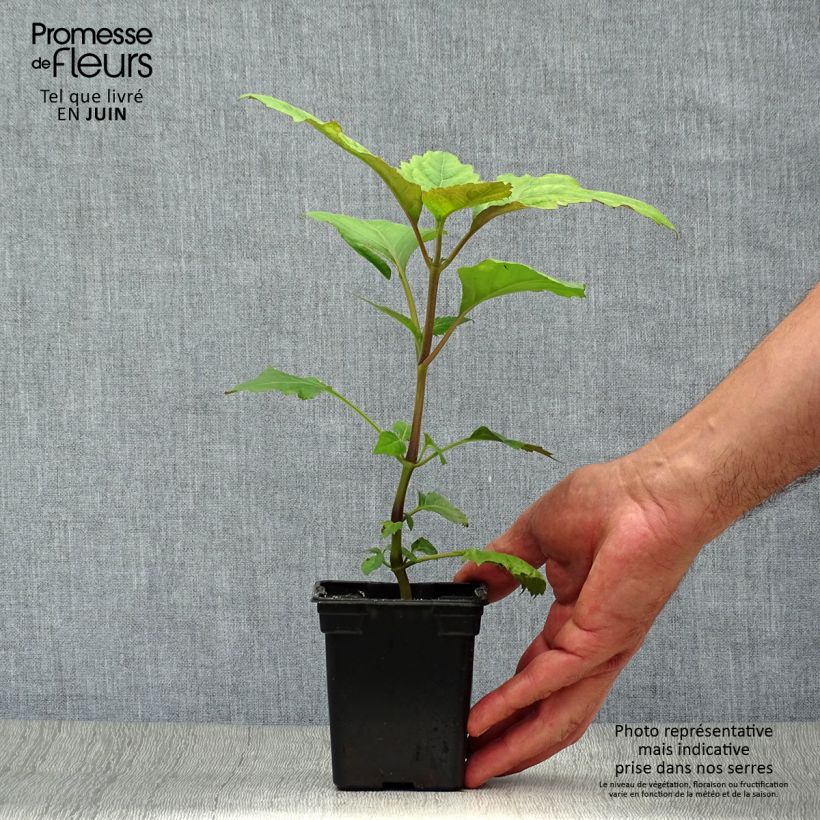 Exemplar von Patchuli - Pogostemon cablin Kleine Töpfe von 8/9 cm wie im Sommer geliefert