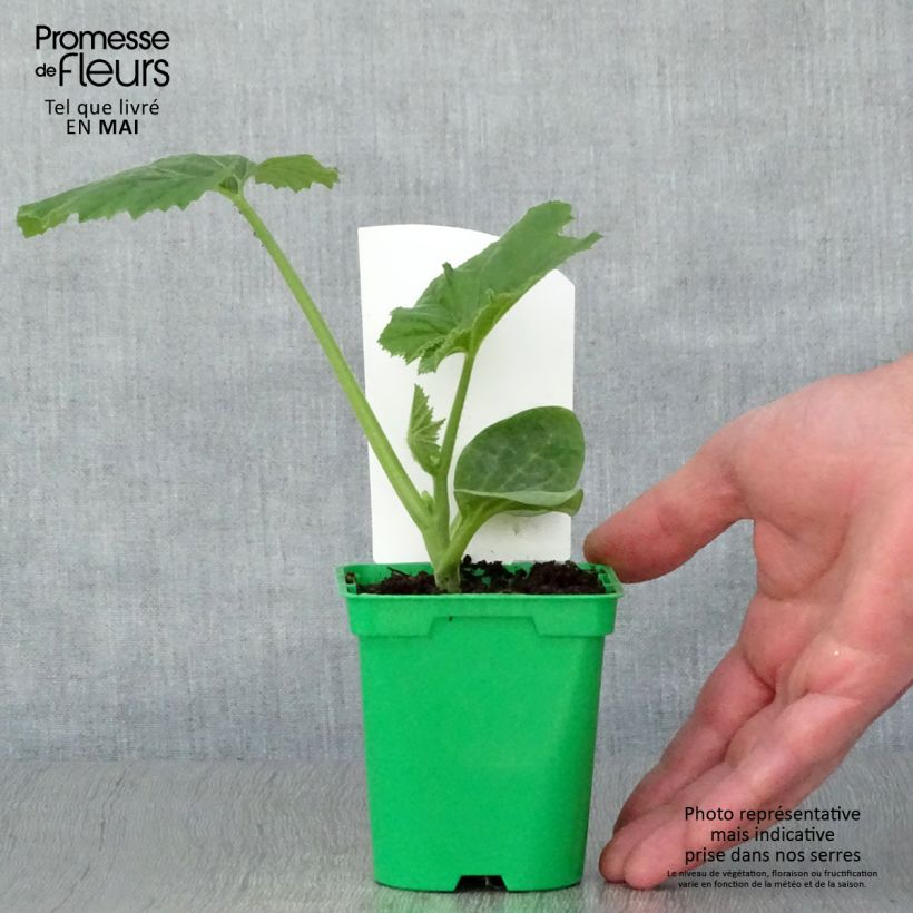 Exemplar von Cucurbita pepo var. ovifera - Patisson Topf 10 cm/11cm wie im Frühjahr geliefert