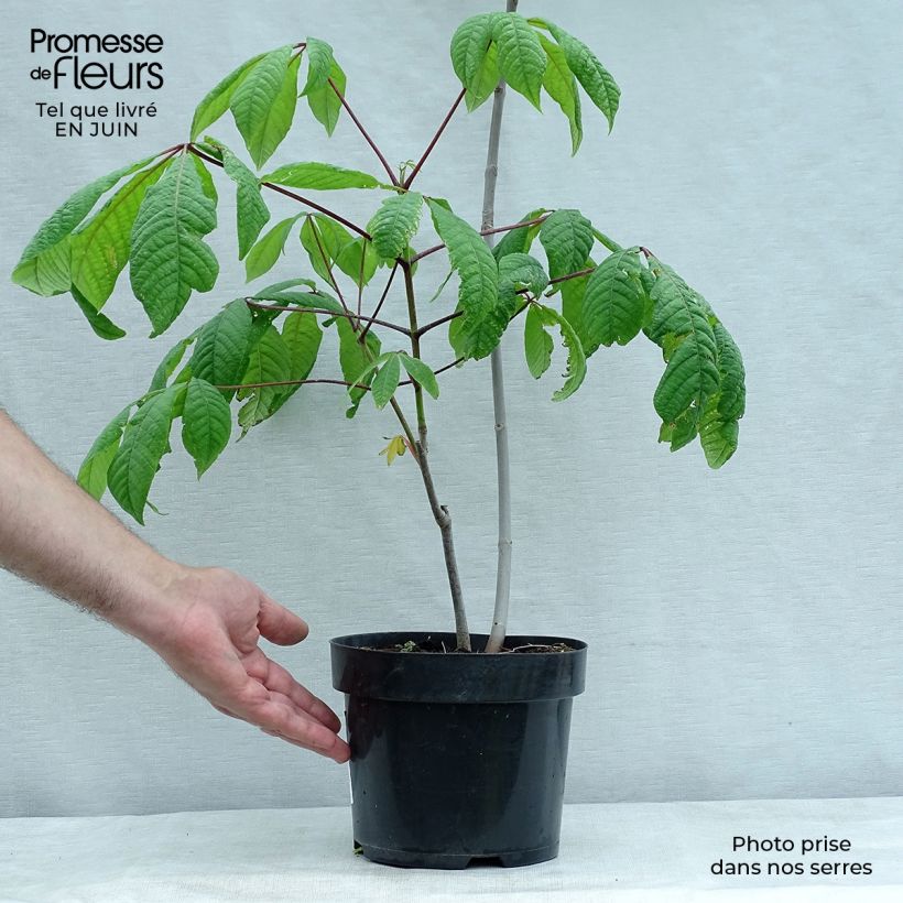 Exemplar von Strauchkastanie - Aesculus parviflora Topf mit 2L/3L wie im Sommer geliefert