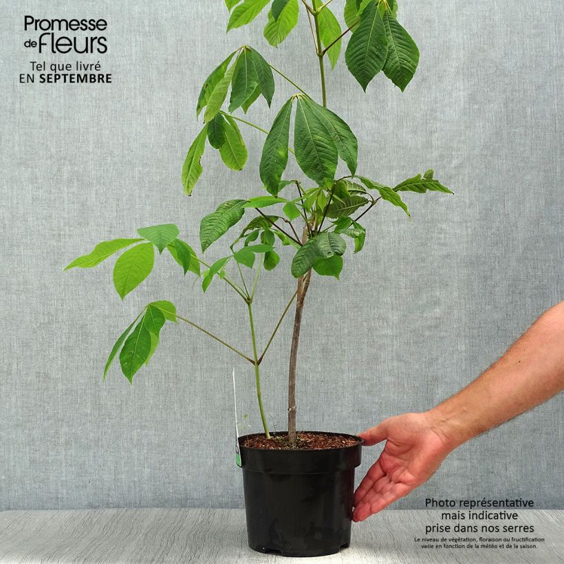Exemplar von Strauchkastanie - Aesculus parviflora Topf mit 20L/25L wie im Herbst geliefert