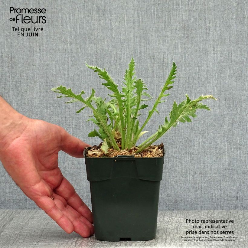 Exemplar von Papaver nudicaule Gartenzwerg - Isländischer Mohn Kleine Töpfe von 8/9 cm wie im Sommer geliefert