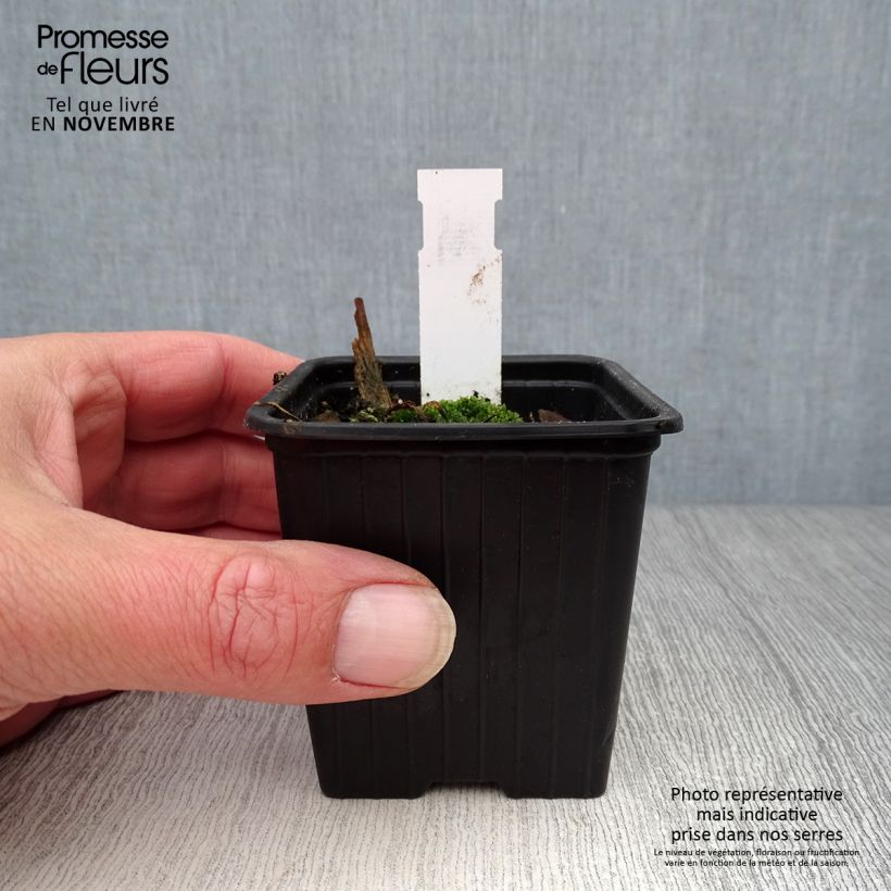 Exemplar von Orientalischer Mohn Clochard - Papaver orientale Kleine Töpfe von 8/9 cm wie im Herbst geliefert