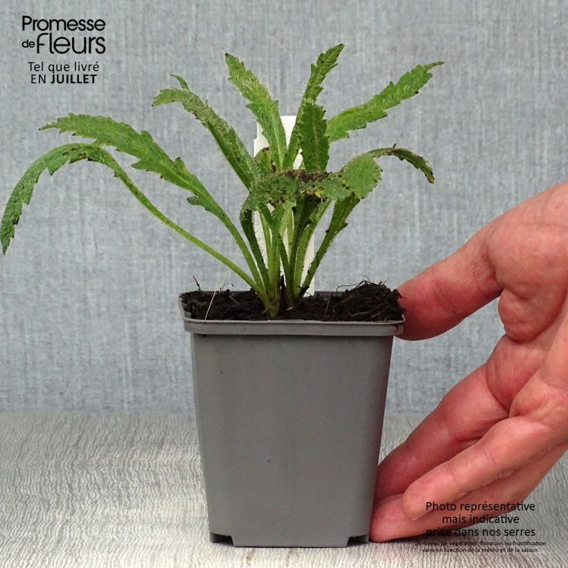 Exemplar von Orientalischer Mohn Harvest Moon - Papaver orientale Kleine Töpfe von 8/9 cm wie im Sommer geliefert