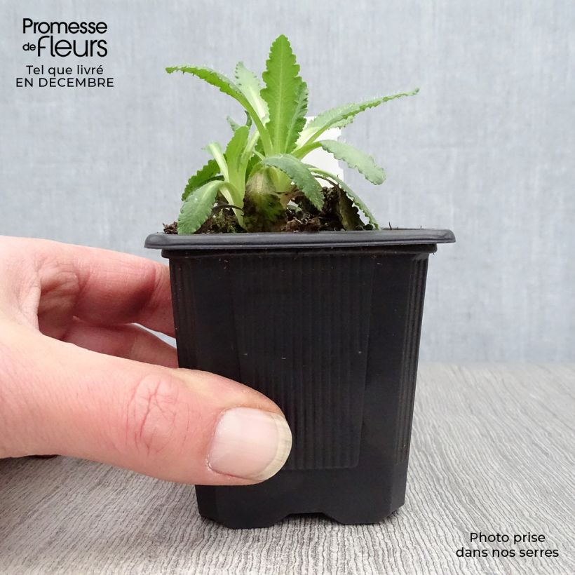 Exemplar von Orientalischer Mohn Manhattan - Papaver orientale Kleine Töpfe von 8/9 cm wie im Winter geliefert