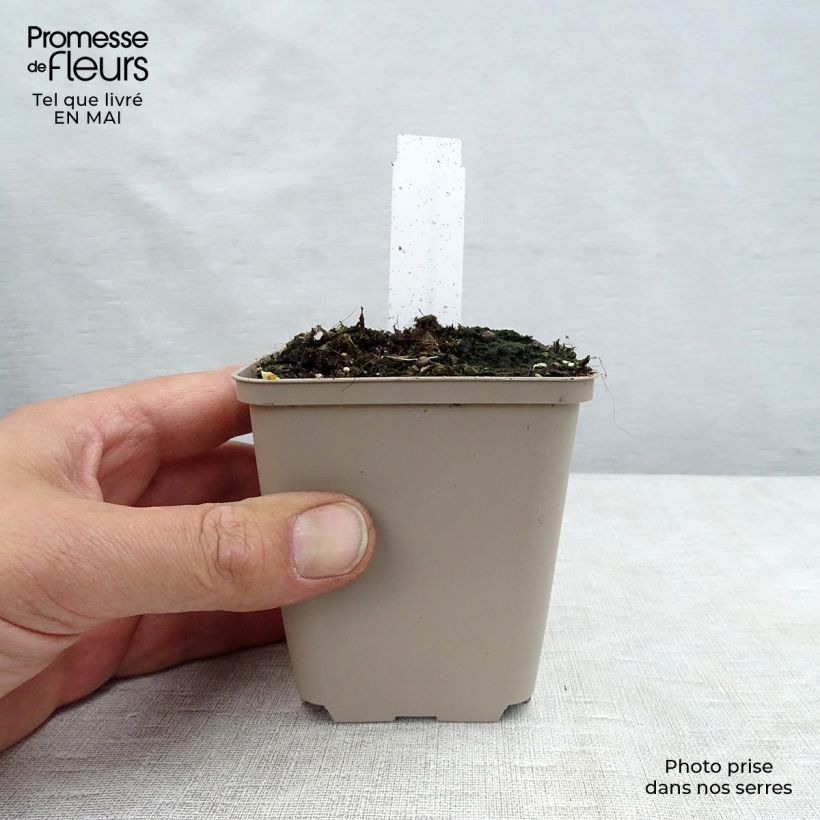 Exemplar von Orientalischer Mohn Perry's White - Papaver orientale Kleine Töpfe von 8/9 cm wie im Frühjahr geliefert