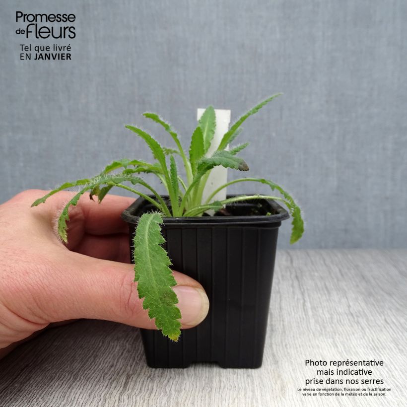 Exemplar von Orientalischer Mohn Marlene - Papaver orientale Kleine Töpfe von 8/9 cm wie im Winter geliefert