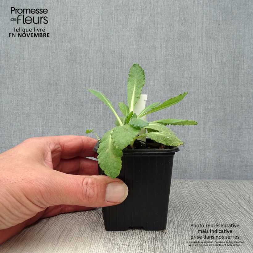Exemplar von Orientalischer Mohn Perry's White - Papaver orientale Kleine Töpfe von 8/9 cm wie im Herbst geliefert
