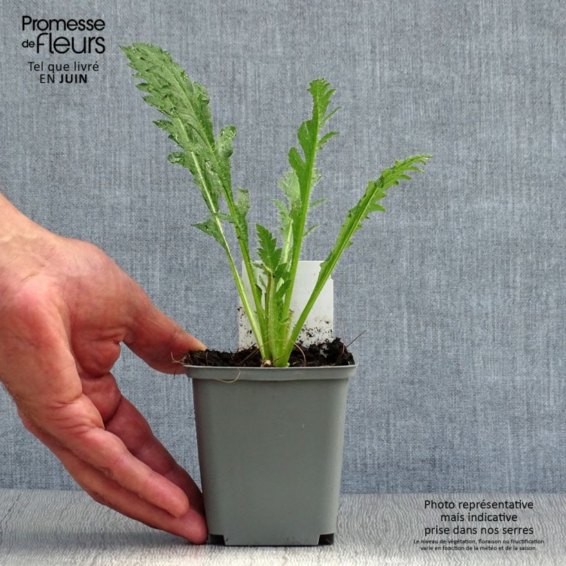 Exemplar von Orientalischer Mohn Princess Victoria Louise - Papaver orientale Kleine Töpfe von 7/8 cm wie im Sommer geliefert