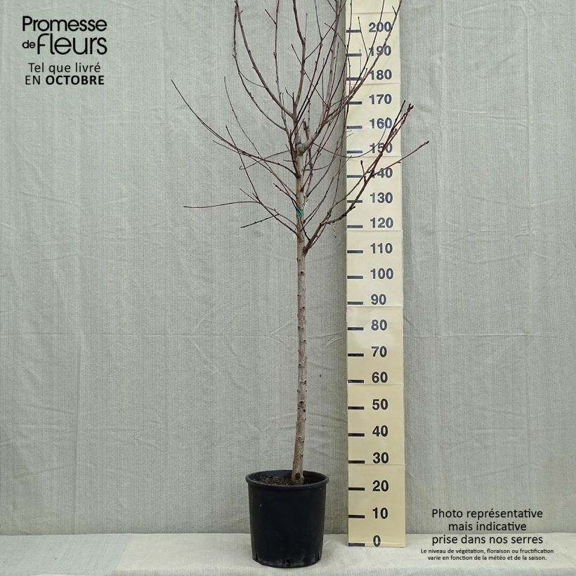 Exemplar von Pfirsich Amsden - Prunus persica Topf mit 7,5L/10L, Halbstamm wie im Herbst geliefert