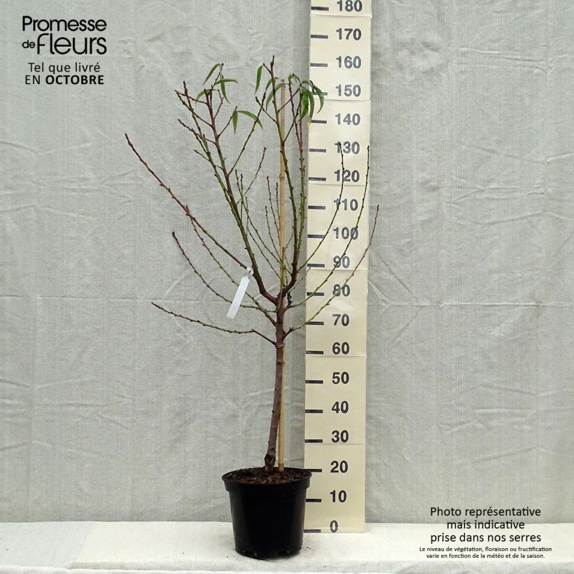 Exemplar von Pfirsich Amsden - Prunus persica Topf mit 7,5L/10L, Gobelet-Form wie im Herbst geliefert