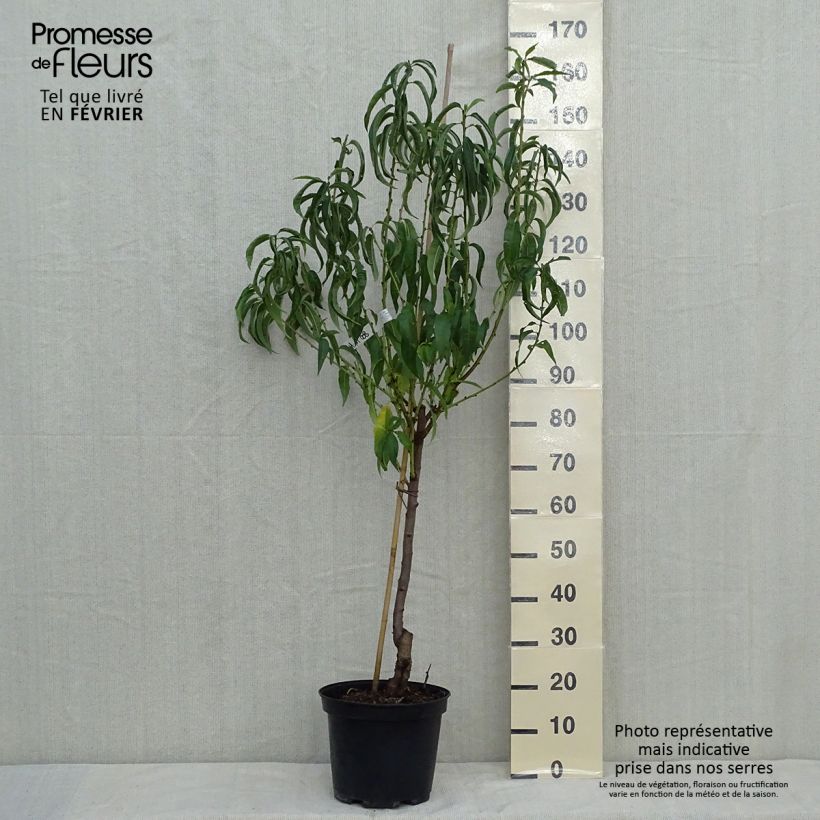 Exemplar von Pfirsich Charles Ingouf - Prunus persica Topf mit 7,5L/10L, Gobelet-Form wie im Herbst geliefert