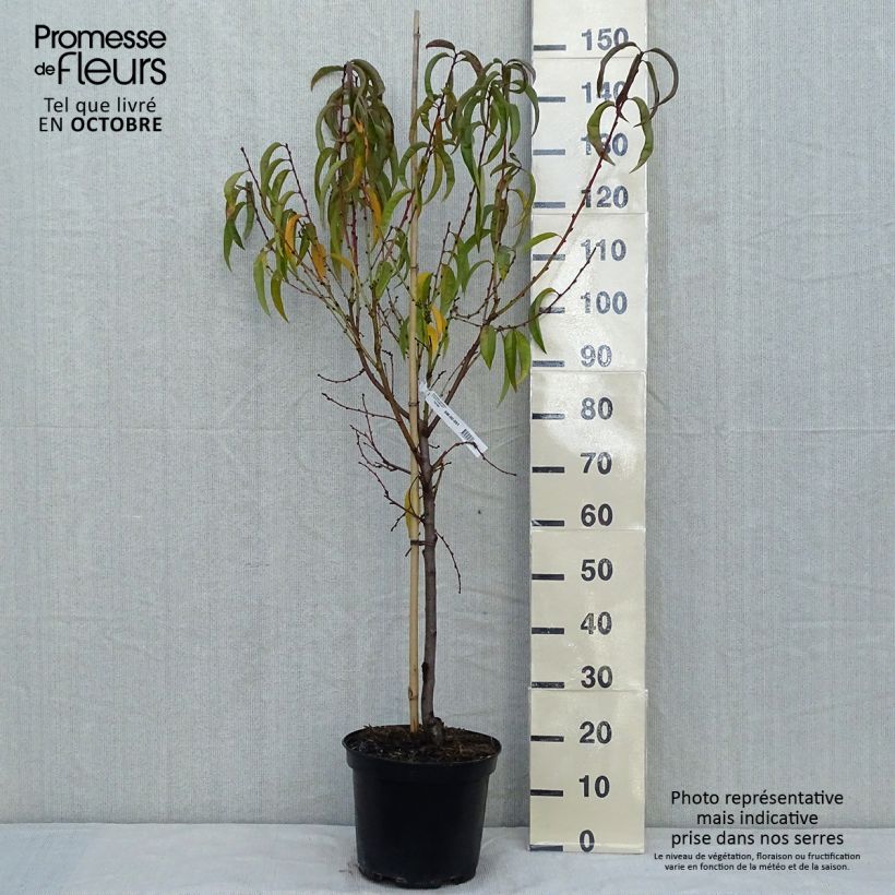 Exemplar von Pfirsich Dixired - Prunus persica Topf mit 7,5L/10L, Gobelet-Form wie im Herbst geliefert