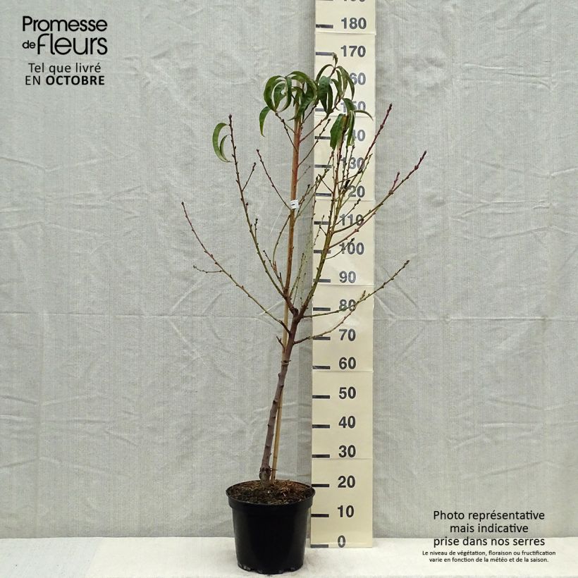 Exemplar von Pfirsich J.H. Hale - Prunus persica Topf mit 7,5L/10L, Halbstamm wie im Herbst geliefert
