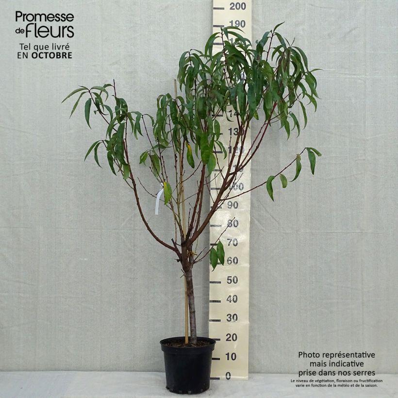 Exemplar von Pfirsich Michelini - Prunus persica Topf mit 7,5L/10L, Gobelet-Form wie im Herbst geliefert