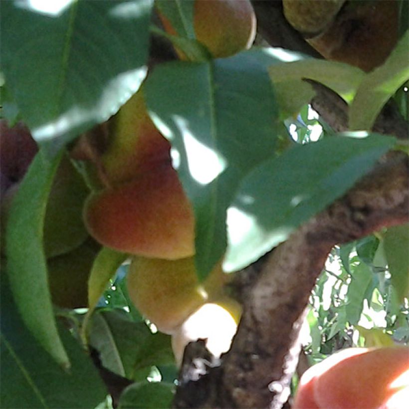 Pfirsich Peento - Prunus persica (Laub)