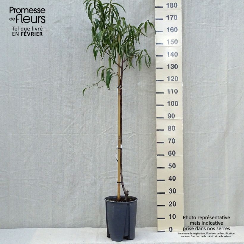 Exemplar von Pfirsich Sanguine - Prunus persica Topf mit 7,5L/10L, Halbstamm wie im Herbst geliefert