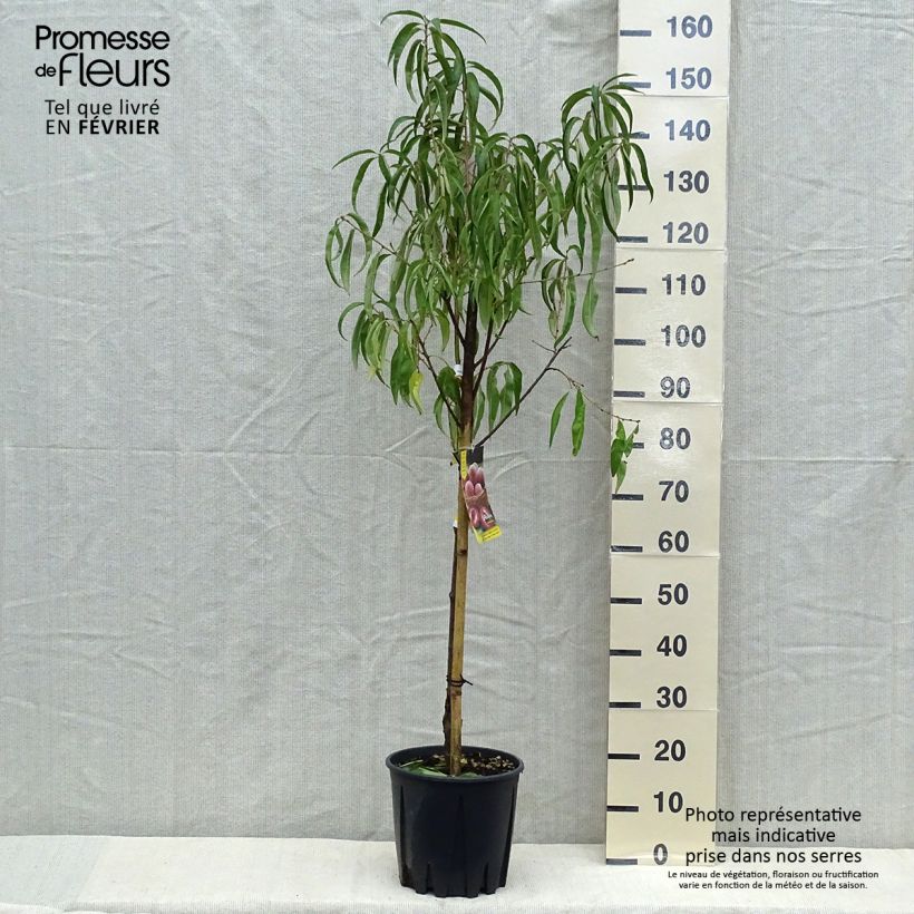 Exemplar von Pfirsich Sanguine - Prunus persica Topf mit 7,5L/10L, Gobelet-Form wie im Herbst geliefert
