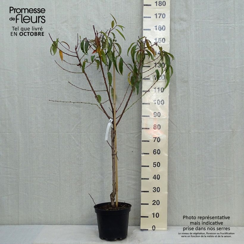 Exemplar von Pfirsich Redhaven - Prunus persica Topf mit 7,5L/10L, Gobelet-Form wie im Herbst geliefert