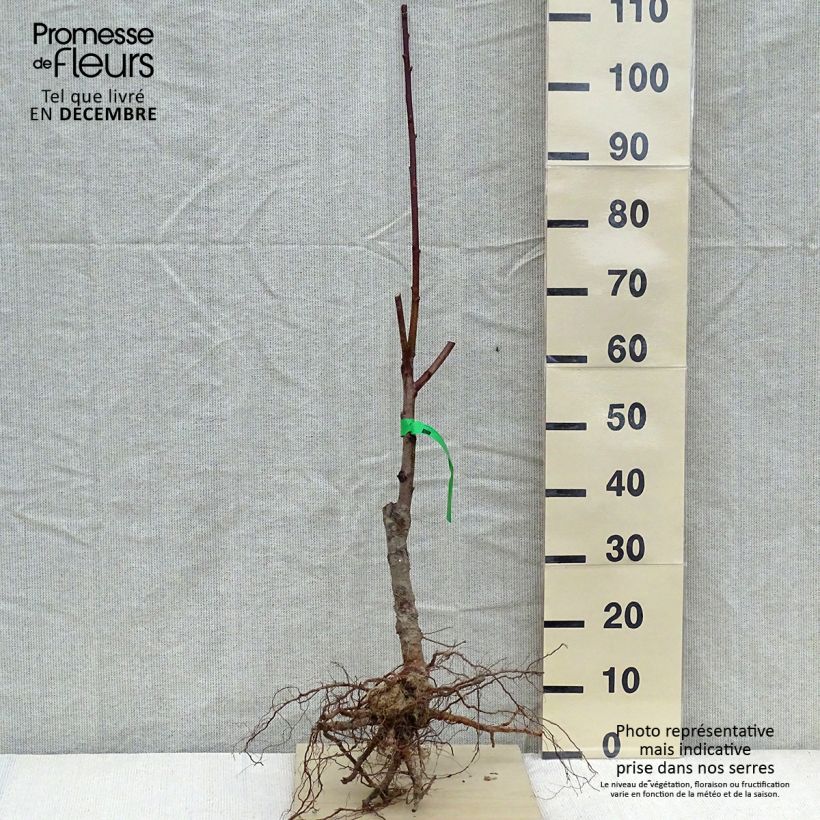 Exemplar von Pfirsich Reine des Vergers Bio - Prunus persica Wurzelnackt, Heister wie im Winter geliefert