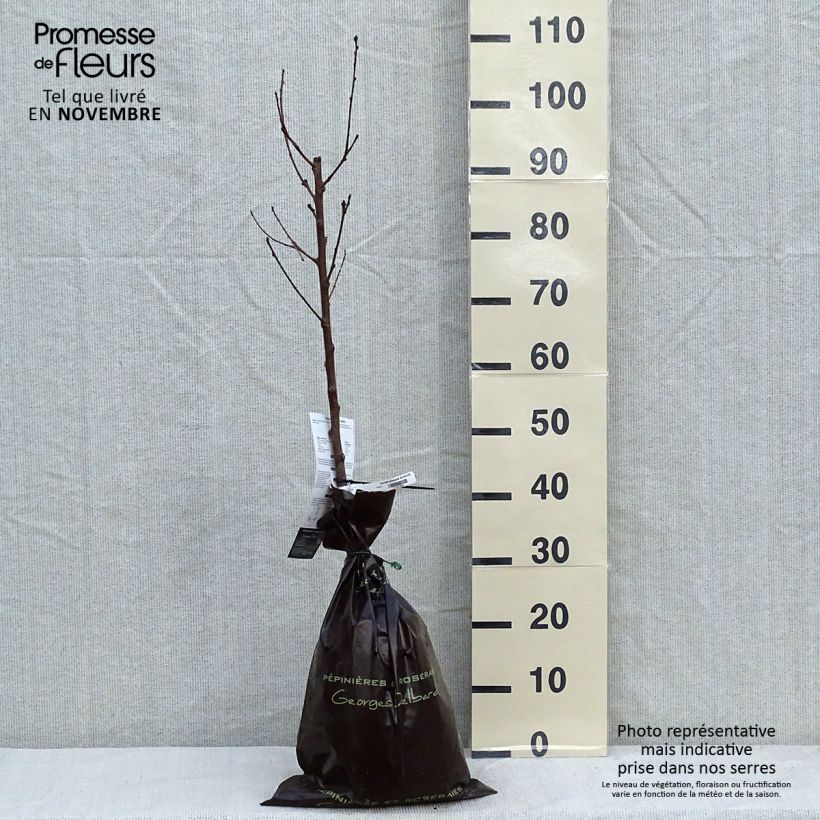 Exemplar von Pfirsich Sanguine de Savoie - Prunus persica Plug "Fertig-zum-Pflanzen", Gobelet-Form wie im Herbst geliefert