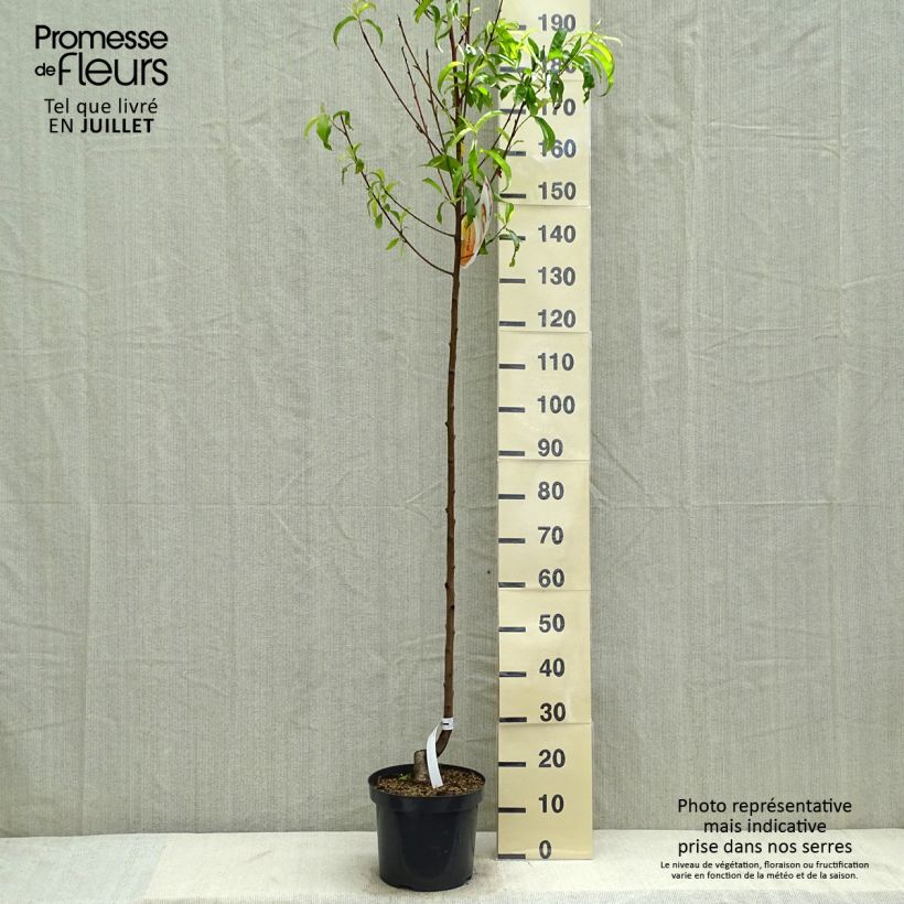 Exemplar von Pfirsich Suncrest - Prunus persica Topf mit 7,5L/10L, Halbstamm wie im Sommer geliefert