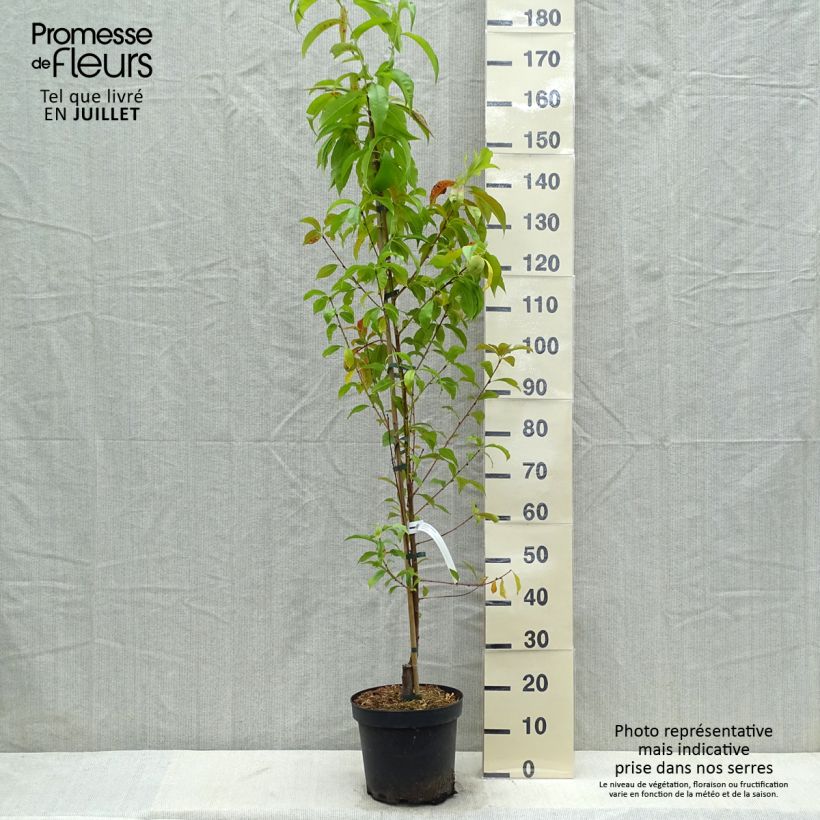 Exemplar von Pfirsich Suncrest - Prunus persica Topf mit 7,5L/10L, Gobelet-Form wie im Sommer geliefert