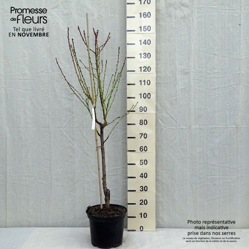 Exemplar von Pfirsich Téton de Venus - Prunus persica Topf mit 7,5L/10L, Gobelet-Form wie im Herbst geliefert