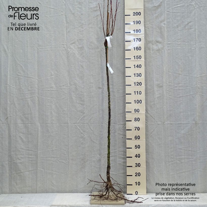 Exemplar von Pfirsich Triumph - Prunus persica Wurzelnackt, HalbstammGelieferte Höhe ca. 200/220cm wie im Winter geliefert