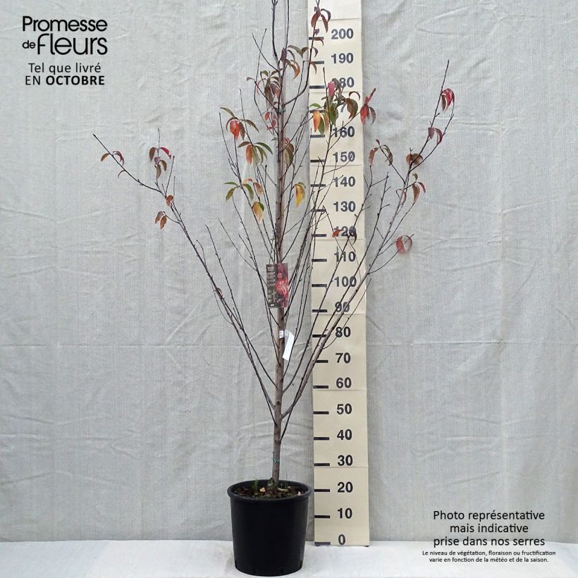 Exemplar von Zierpfirsich Taoflora Red - Prunus persica Topf mit 7,5L/10L wie im Herbst geliefert