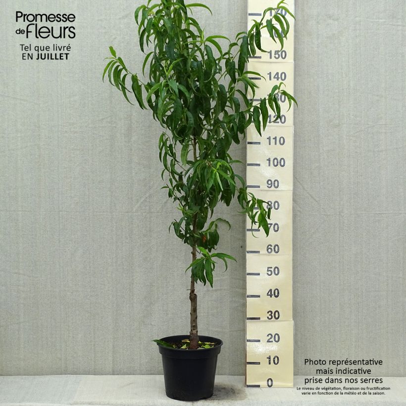 Exemplar von Pfirsich Vigne blanche - Prunus persica Topf mit 7,5L/10L, Gobelet-Form wie im Sommer geliefert