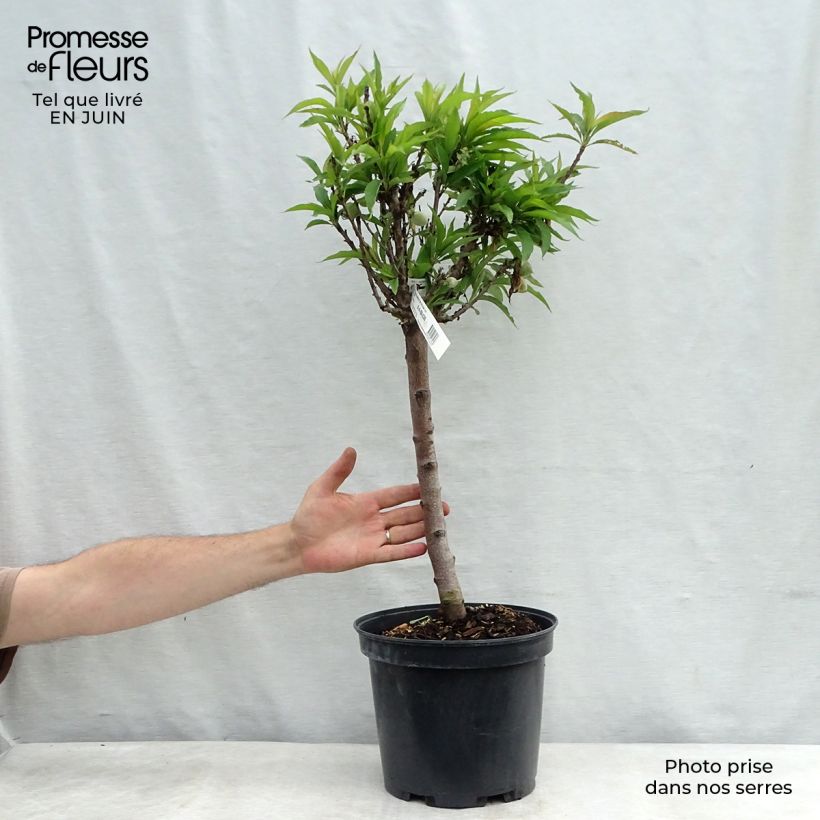 Exemplar von Pfirsich Amber Pix Zee - Prunus persica Topf mit 6L/7L, Zwergform wie im Sommer geliefert