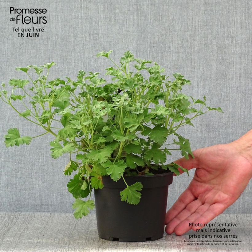 Exemplar von Duftende Pelargonie Ardwick Cinnamon - Pelargonium Topf mit 1,5L/2L wie im Sommer geliefert