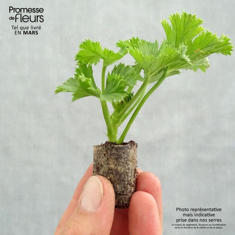 Exemplar von Zonal-Pelargonie Bermuda Merlot - Pelargonium Mini-Plug Ø 3/4 cm wie im Frühjahr geliefert