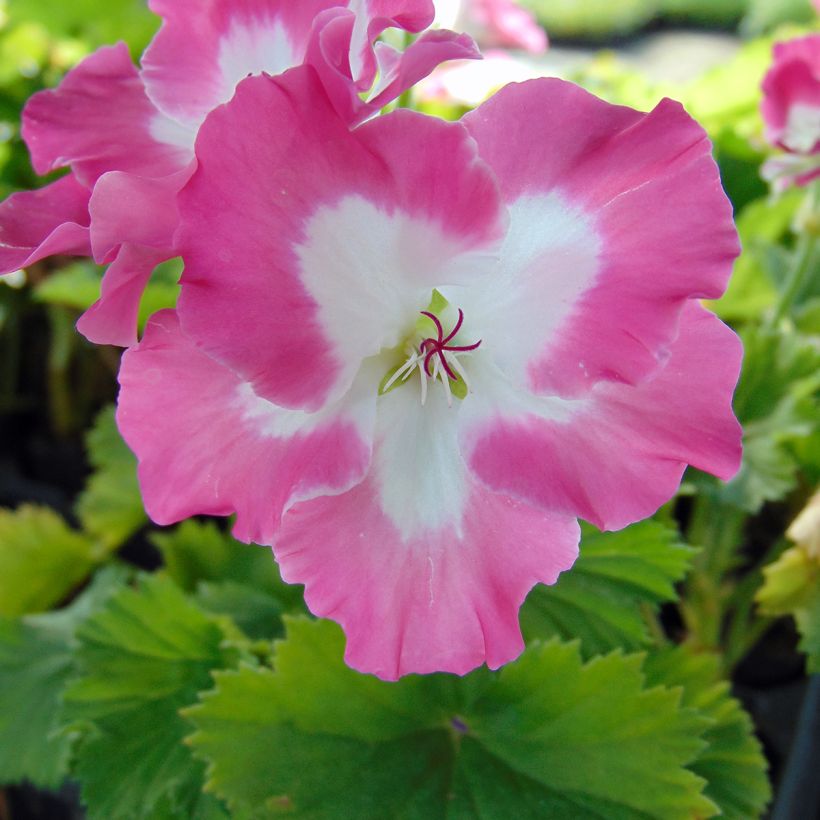 Großblütige Pelargonie Bermuda Pink - Pelargonium (Blüte)