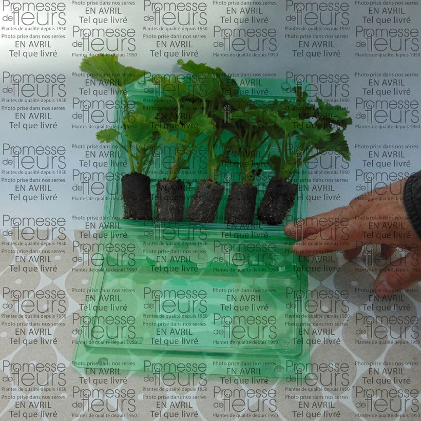 Beispiel eines Exemplars von Großblütige Pelargonie Bermuda Pink - Pelargonium Mini-Plug Ø 3/4 cm wie geliefert