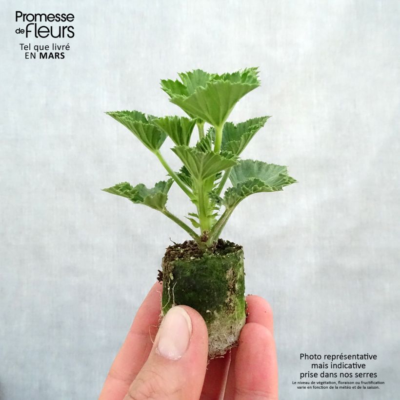 Exemplar von Großblütige Pelargonie Cynthia - Pelargonium Mini-Plug Ø 3/4 cm wie im Frühjahr geliefert