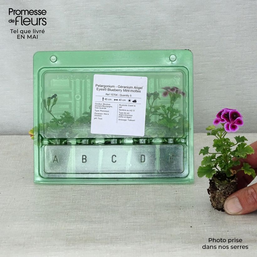 Exemplar von Englische Geranie Angel Eyes Blueberry - Pelargonium Mini-Plug Ø 3/4 cm wie im Frühjahr geliefert