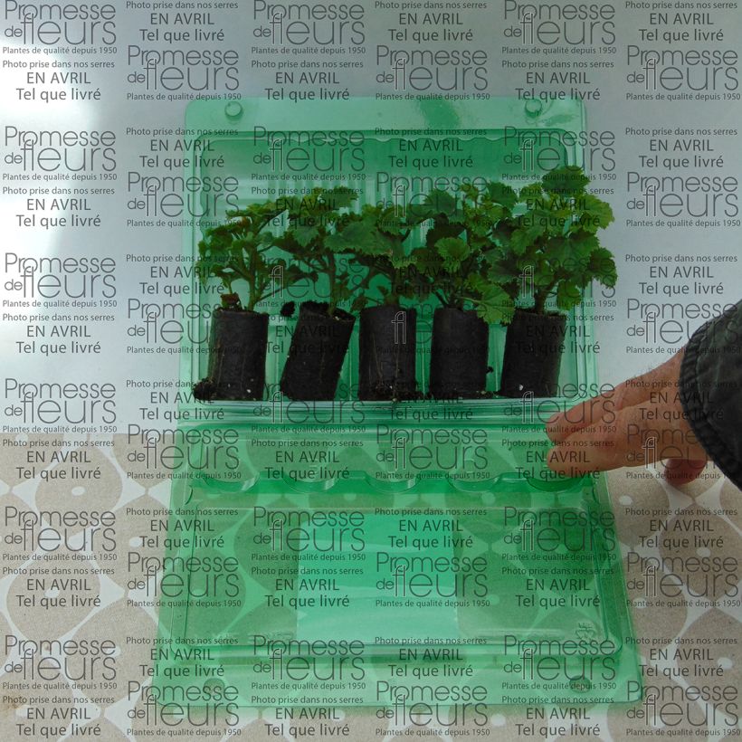 Beispiel eines Exemplars von Englische Geranie Angeleyes Burgundy - Pelargonium Mini-Plug Ø 3/4 cm wie geliefert