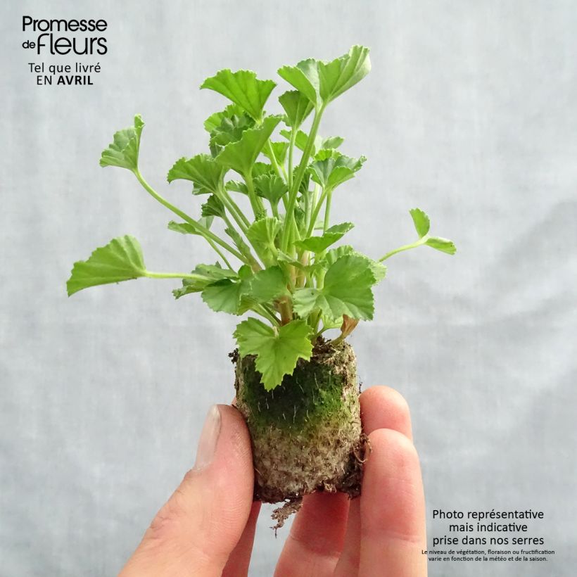 Exemplar von Duftende Pelargonie Mosquitaway Lizzy - Pelargonium Mini-Plug Ø 3/4 cm wie im Frühjahr geliefert